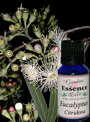 Eucalyptus by
                            Garden Essence Oils